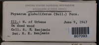 Physarum globuliferum image